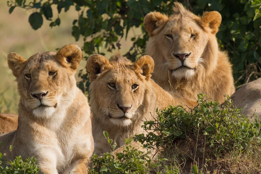 Lions in Maasai Mara, Kenya; representative wildlife for the Kenya overview.
