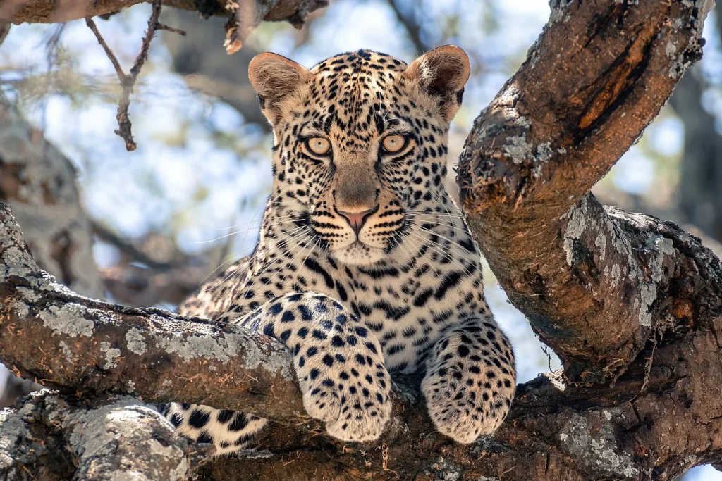 001 Juvenile leopard in the Serengeti National Park Photo by Giles Laurent