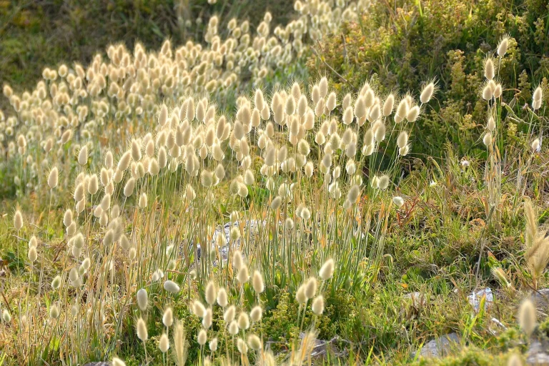 Bristle grass, Hermanus (South Africa)