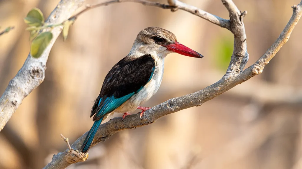 Brown-hooded Kingfisher, Chobe National Park, Botswana