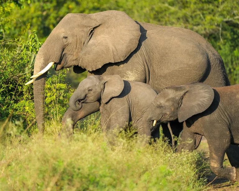 043 Elephant family at Queen Elizabeth National Park Photo by Giles Laurent