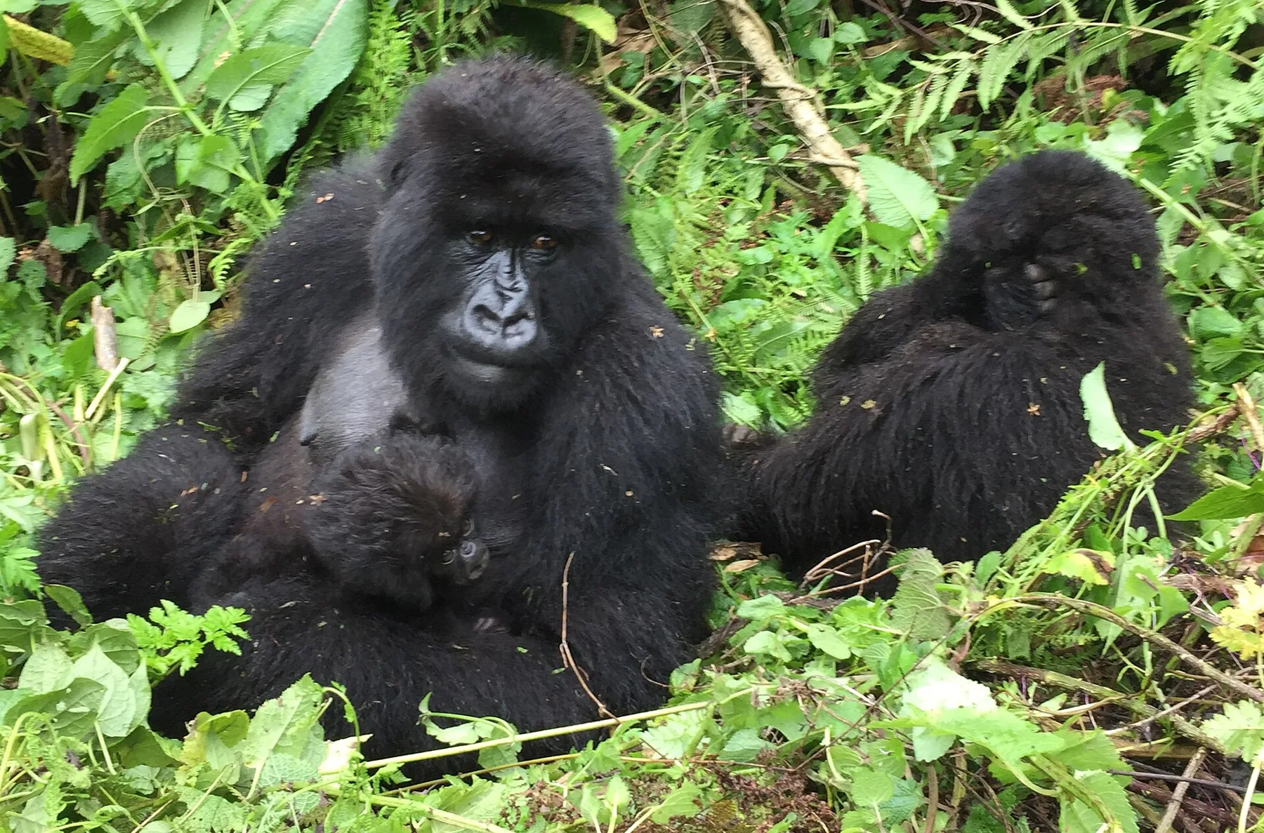 Mountain gorillas in Volcanoes National Park, Rwanda