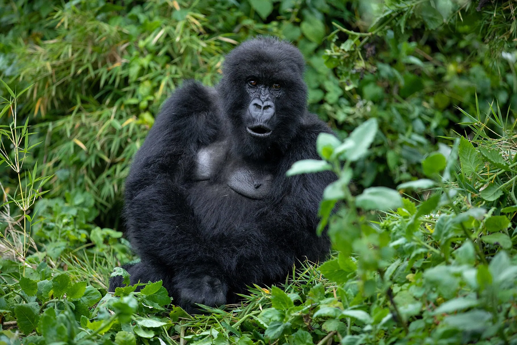 Mountain gorilla in Volcanoes National Park, Rwanda