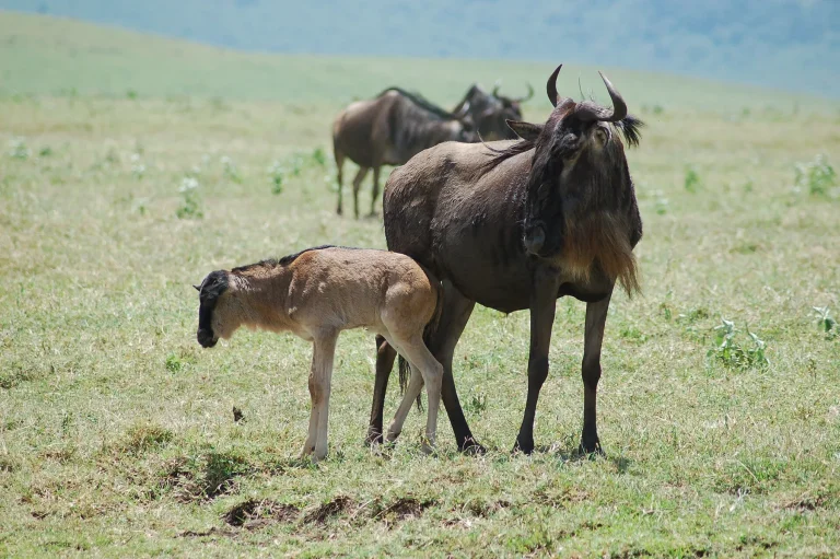 Connochaetes taurinus -Ngorongoro Crater, Tanzania-8