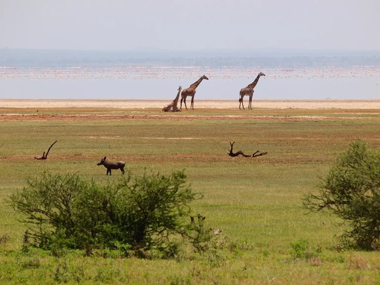 Lakeshore and wildlife, Lake Manyara National Park (2015)
