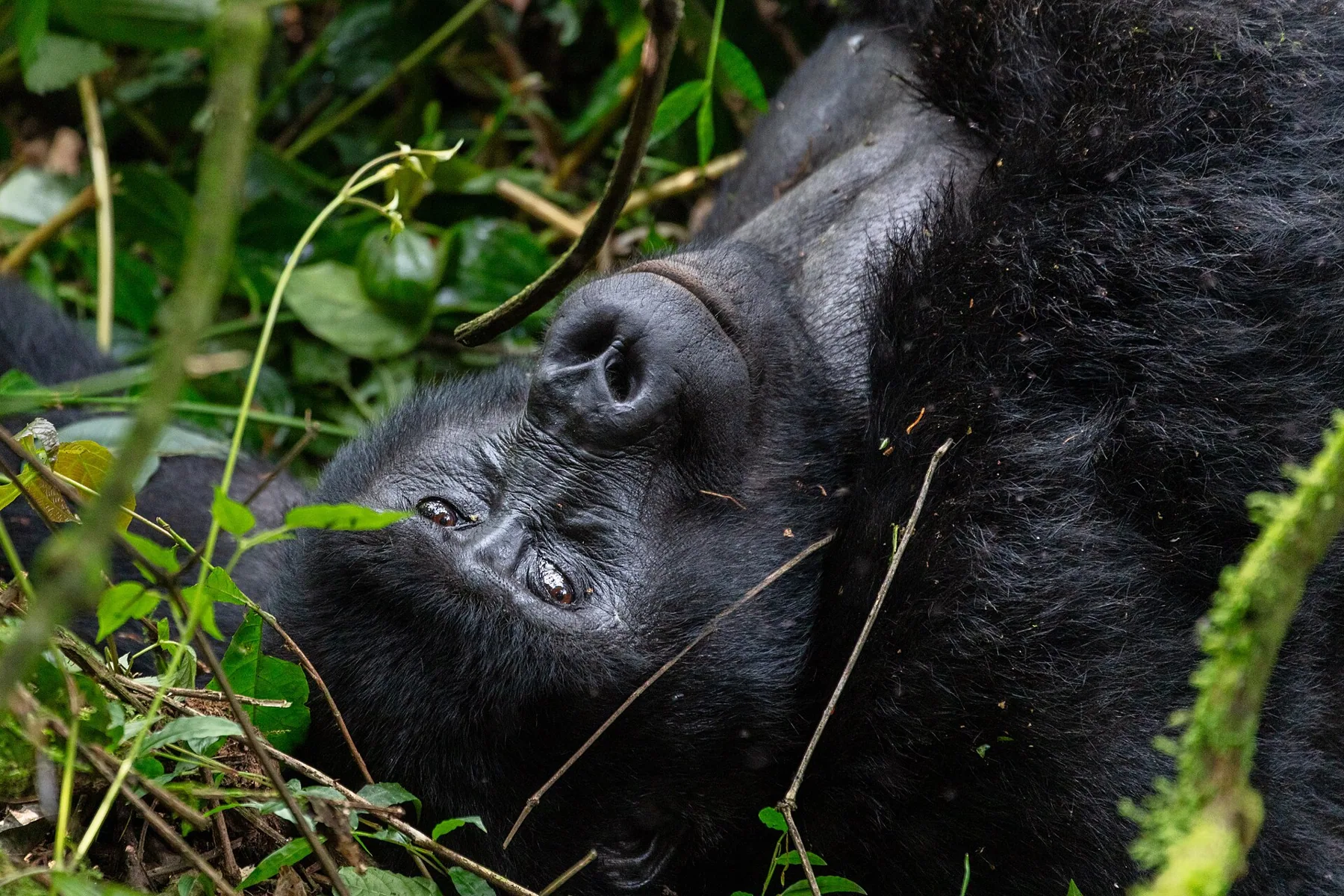 Gorila de montaña (Gorilla beringei beringei), parque nacional de la Selva Impenetrable de Bwindi, Uganda, 2024-02-02, DD 48
