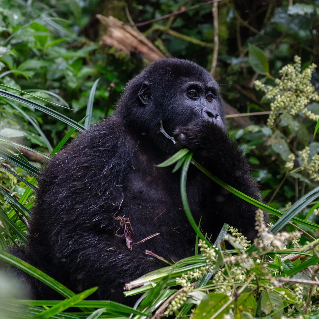 Gorila de montaña (Gorilla beringei beringei), parque nacional de la Selva Impenetrable de Bwindi, Uganda, 2024-02-02, DD 04