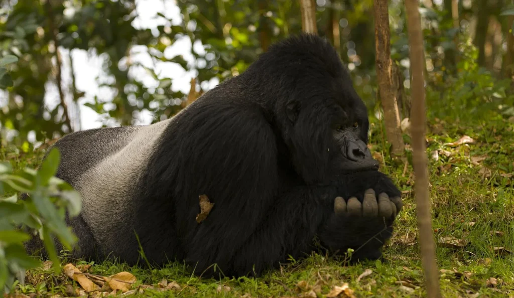 Mountain Gorilla in Volcanoes Park, Rwanda