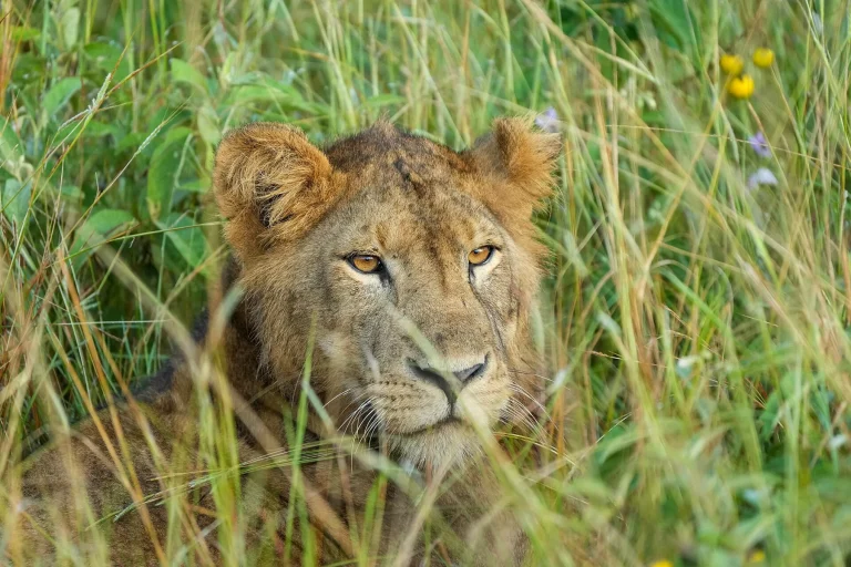 046 Lioness at Queen Elizabeth National Park Photo by Giles Laurent