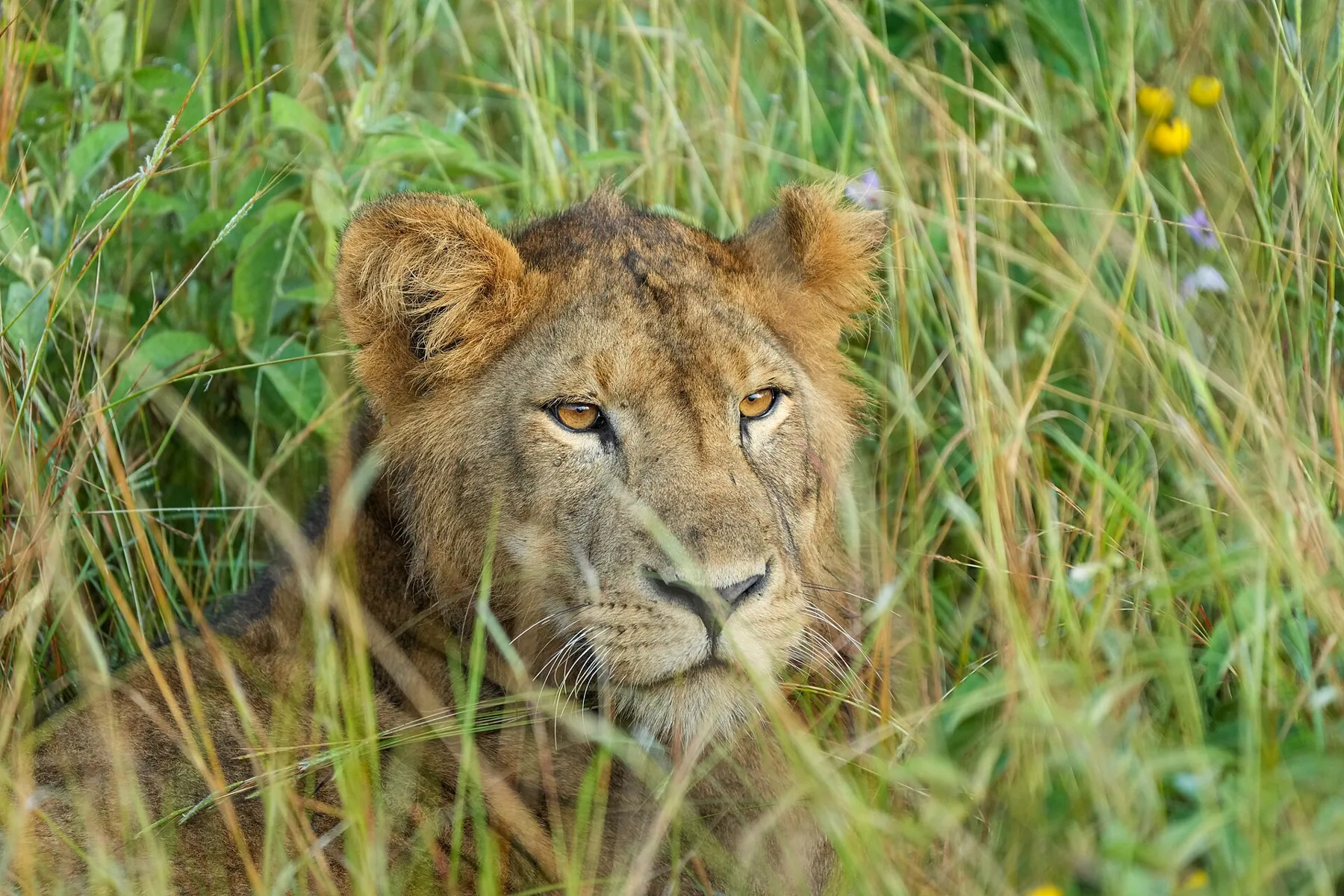 046 Lioness at Queen Elizabeth National Park Photo by Giles Laurent