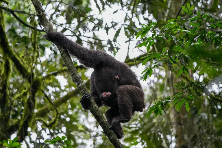 006 Chimpanzee mother and baby at Kibale forest National Park Photo by Giles Laurent