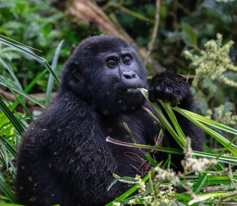 Gorila de montaña (Gorilla beringei beringei), parque nacional de la Selva Impenetrable de Bwindi, Uganda, 2024-02-02, DD 07
