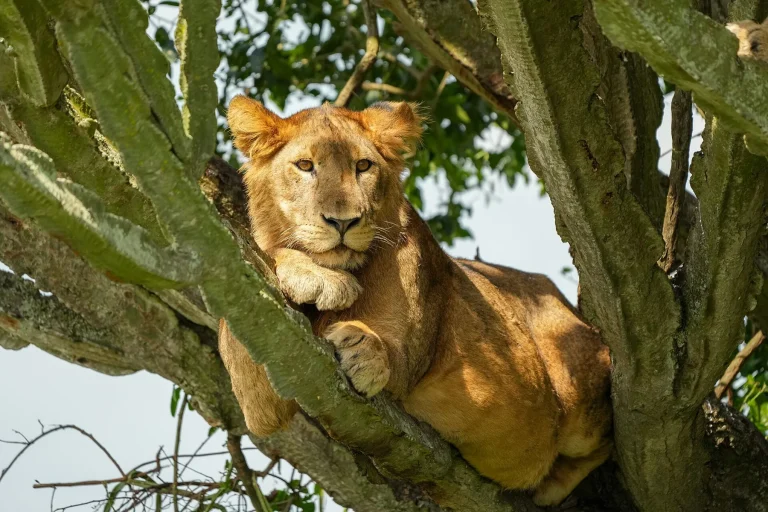 051 Lion on a tree at Queen Elizabeth National Park Photo by Giles Laurent