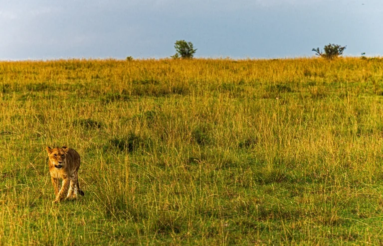 Lioness walking through Maasai Mara landscape, Kenya