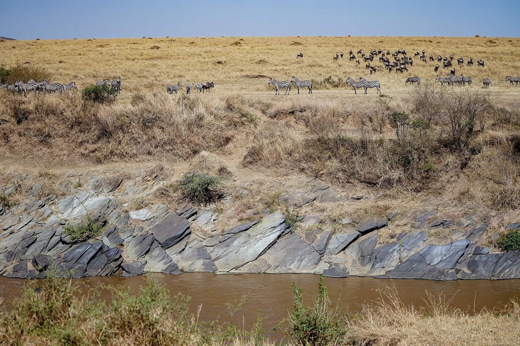 Maasai Mara, Kenya (33858490798)