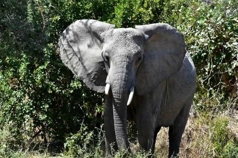 Elephant, Ruaha National Park (4) (28110993274)