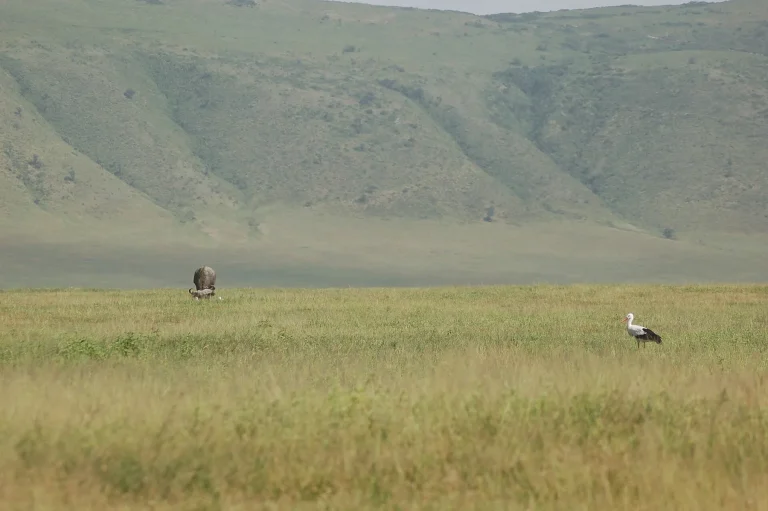 Ngorongoro Crater, Tanzania (2282469938)