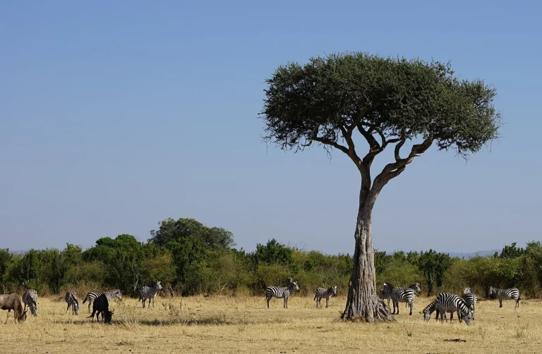 Maasai Mara, Kenya (33858322208)
