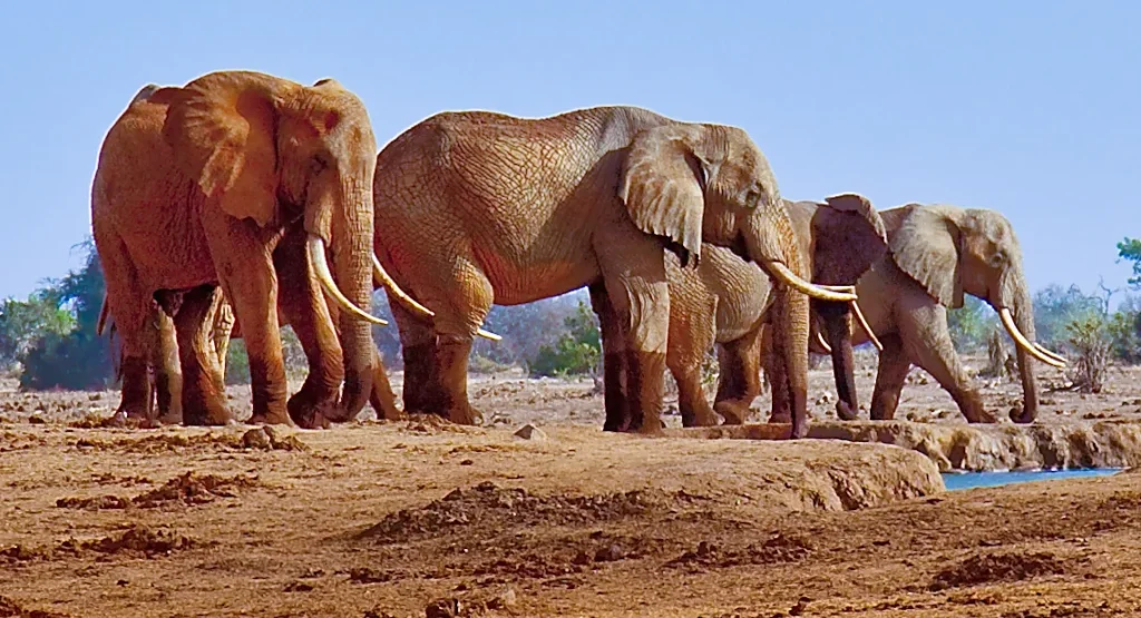 Elephants at Satao Camp, Tsavo East 2012 small