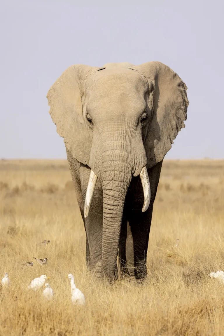 African Elephant from Amboseli